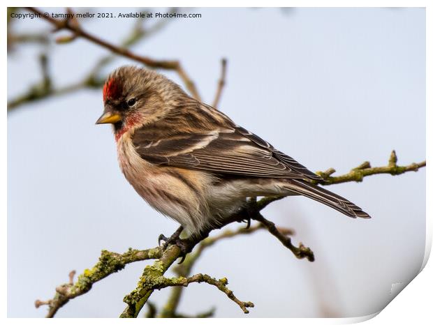 Delicate Redpoll Poses Majestically Print by tammy mellor