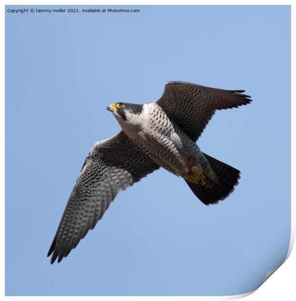 Majestic Peregrine Falcon Hunting Print by tammy mellor