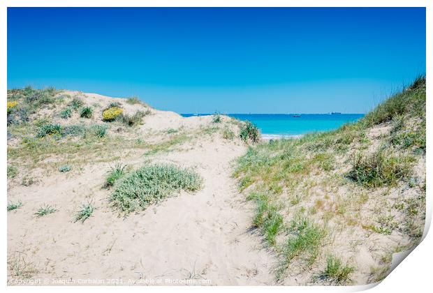 Sand dunes with plants by the sea in a protected natural area in Print by Joaquin Corbalan