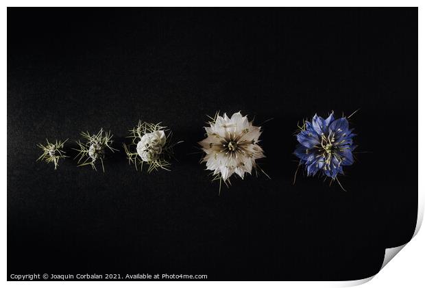 Progression of a flower in phases and stages from its bud to its Print by Joaquin Corbalan