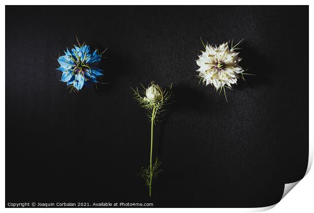 Two small white and purple flowers arranged on a black table in  Print by Joaquin Corbalan