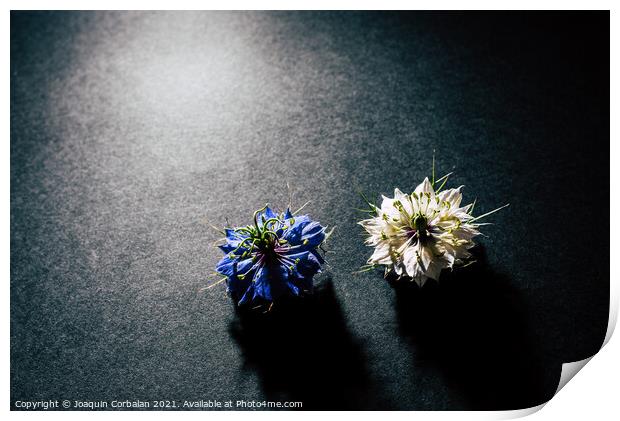 Two small white and purple flowers arranged on a black table in  Print by Joaquin Corbalan