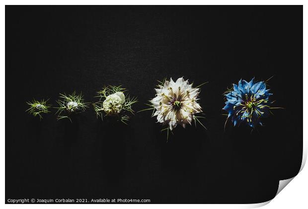 Elegant artistic backdrop of flowers isolated on black backgroun Print by Joaquin Corbalan
