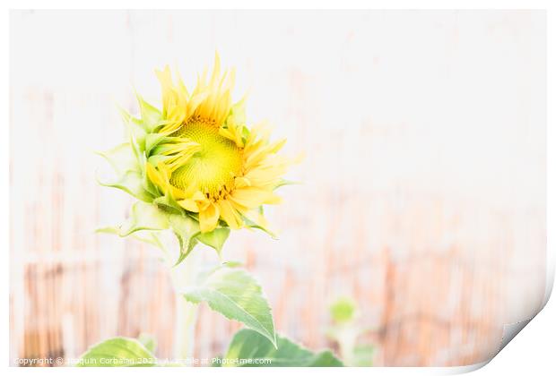 A garden dwarf sunflower with a diaphanous background Print by Joaquin Corbalan