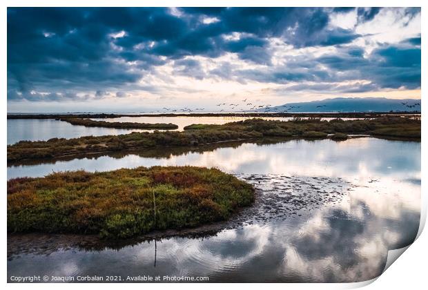 The wetlands of the Ebro delta receive flocks of migratory birds Print by Joaquin Corbalan