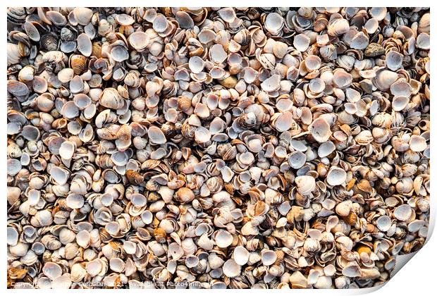 Thousands of empty clam shells, full shell background to use as  Print by Joaquin Corbalan