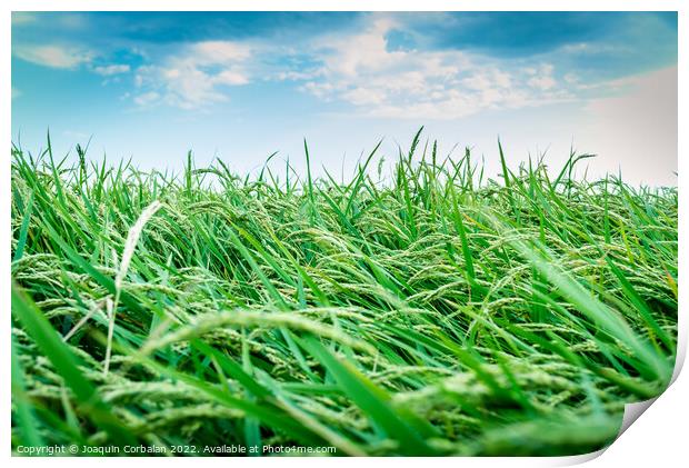 Rice cultivation with ripe ears ready for harvest. Print by Joaquin Corbalan