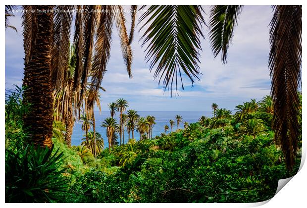 View of the tropical Atlantic coast through the leaves of palm t Print by Joaquin Corbalan