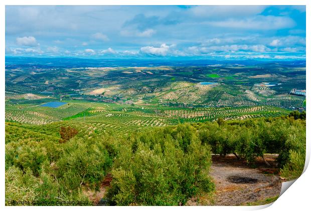 Panoramic view of a valley with olive plantations in Andalucia,  Print by Joaquin Corbalan