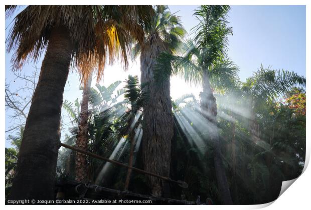 A summer vacation day dawns among the tropical palm trees. Print by Joaquin Corbalan