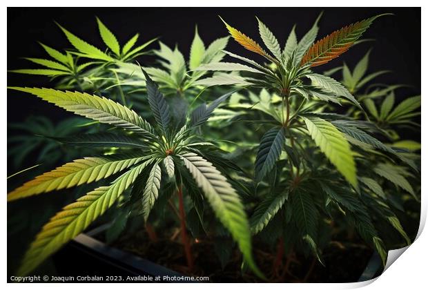 Fresh marijuana leaves, medicinal plant. Ai genera Print by Joaquin Corbalan