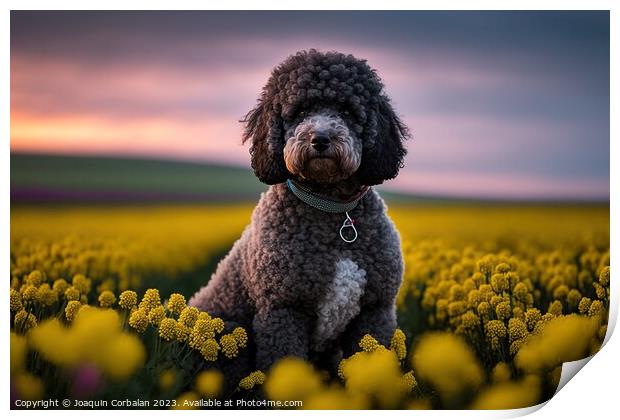 purebred poodle canine patiently awaits its next a Print by Joaquin Corbalan