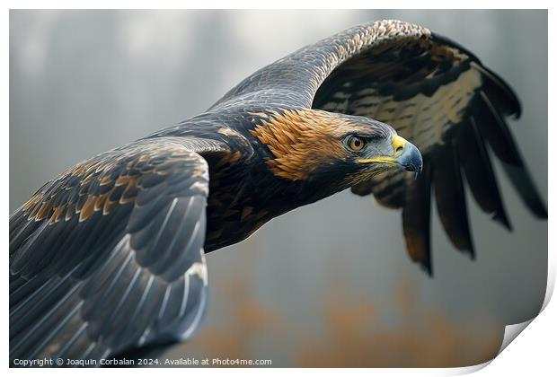 A dark gray and fine-feathered golden eagle, a large bird of prey, gracefully flying through the air. Print by Joaquin Corbalan