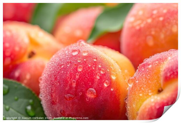 A detailed view capturing the water droplets on a bunch of peaches, highlighting their vibrant colors and juicy texture. Print by Joaquin Corbalan
