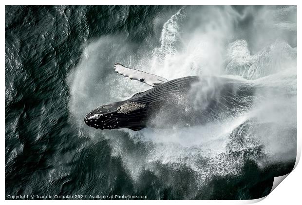 Aerial view of a humpback whale creating a splash in the ocean. Print by Joaquin Corbalan