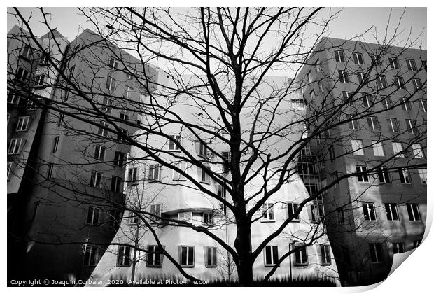 Trees without leaves in winter in the city, black and white photo. Print by Joaquin Corbalan