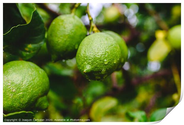Green lemons hanging from the lemon tree on a rainy day. Print by Joaquin Corbalan