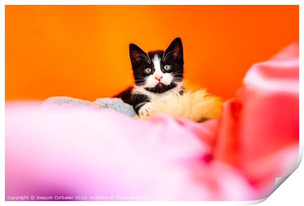 Kitten isolating on orange background staring at camera. Print by Joaquin Corbalan