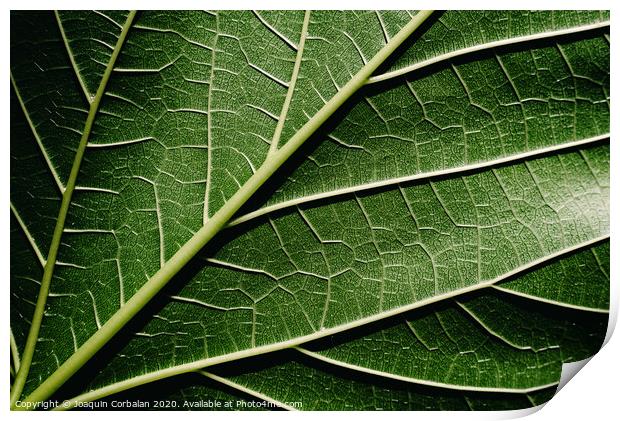 Close-up detail of a mulberry leaf illuminated by the sun, green nature background and texture. Print by Joaquin Corbalan