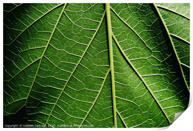 Green background of nature leaves with texture. Print by Joaquin Corbalan