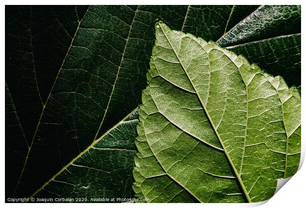 Macro of the underside or abaxial face and beam of mulberry leaves, green background of nature leaves. Print by Joaquin Corbalan