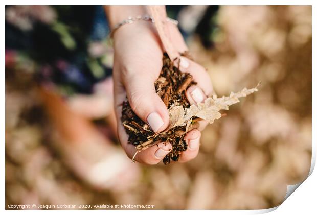 Hands with a handful of dried leaves and forest flowers Print by Joaquin Corbalan