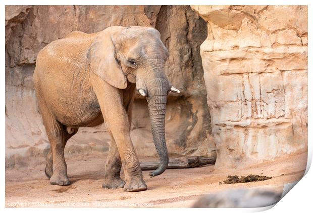 African savannah elephant look, Loxodonta africana, as you walk through a zoo. Print by Joaquin Corbalan