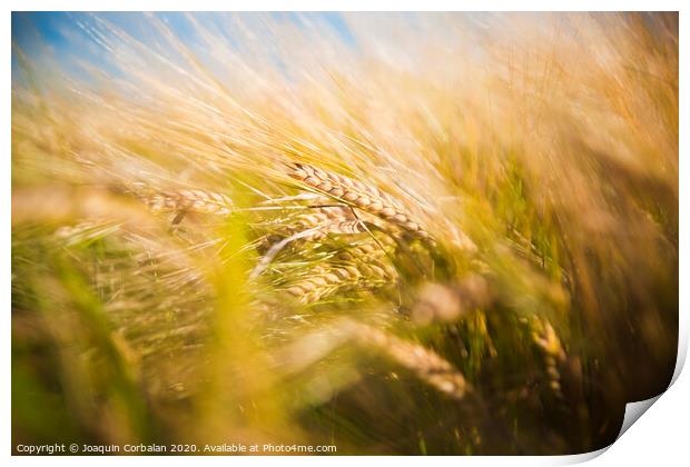 Wheat field. Ears of golden wheat close up in a rural scenery under Shining Sunlight. Background of ripening ears of wheat field. Print by Joaquin Corbalan