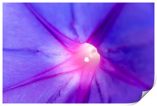 Floral background, detail of the texture of the purple petals of a flower. Print by Joaquin Corbalan