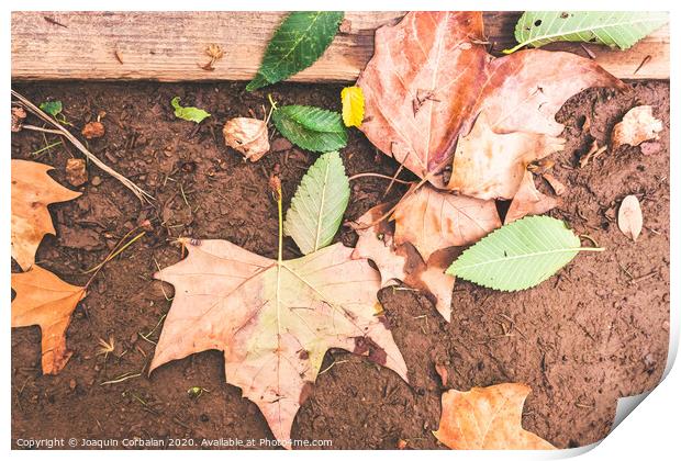 Dry leaves fallen on the ground one autumn afternoon. Print by Joaquin Corbalan