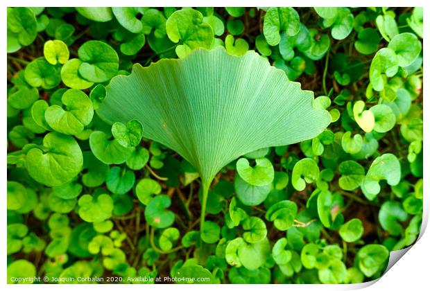 Different leaf on the ground covered with seedlings, sticking out. Print by Joaquin Corbalan