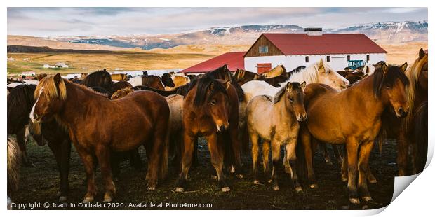Herd of precious Icelandic horses gathered in a farm. Print by Joaquin Corbalan