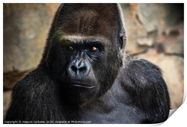 Western male gorilla sitting, Gorilla gorilla gorilla, in a zoo. Print by Joaquin Corbalan