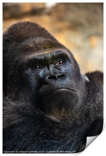 Western male gorilla sitting, Gorilla gorilla gorilla, in a zoo. Print by Joaquin Corbalan