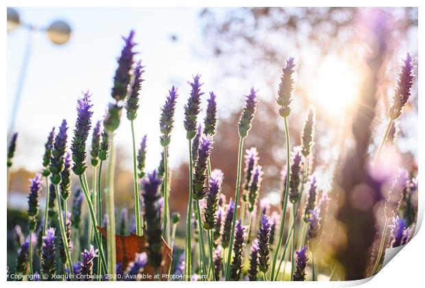 Floral background with vibrant lilac lavender with copy space for text in natural setting. Print by Joaquin Corbalan