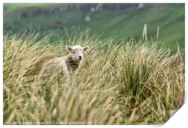 Lambs jumping among the grass in New Zealand. Print by Joaquin Corbalan