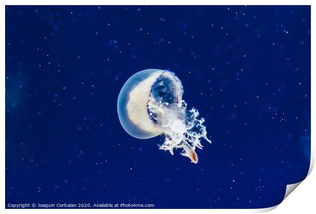 Jellyfish floating and flowing transparently in a fishbowl. Print by Joaquin Corbalan