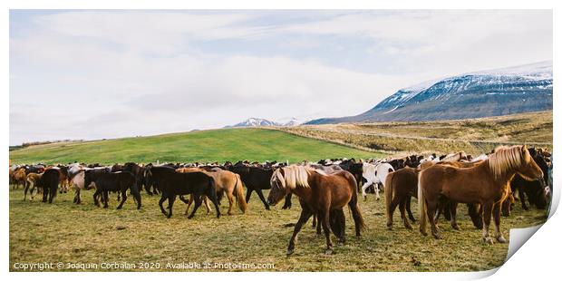 Herd of precious Icelandic horses gathered in a farm. Print by Joaquin Corbalan