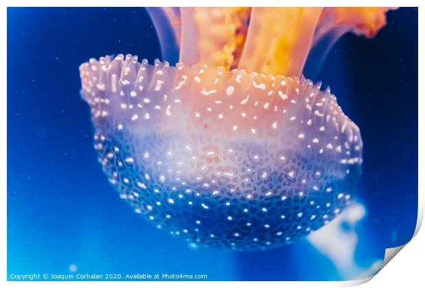 Beautiful translucent white jellyfish floating in the water with blue background, marine concept. Print by Joaquin Corbalan
