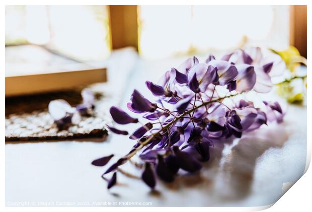 Beautiful blue and lilac spring flowers on a white table with fabrics. Print by Joaquin Corbalan