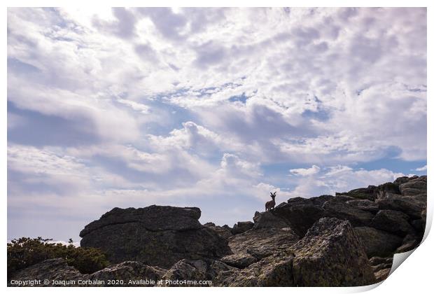 Goat silhouette, ibex pyrenaica, on top of a rocky cliff. Print by Joaquin Corbalan