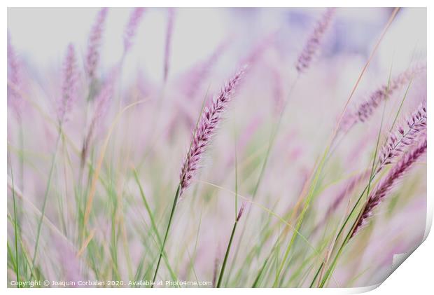 Plumes of delicate grass Pennisetum advena rubrum of pink tones for feminine minimalist background. Print by Joaquin Corbalan