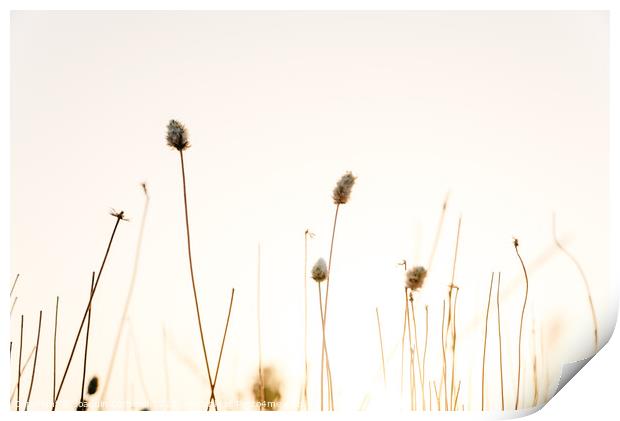 Sprigs of dried plants in summer, nature background. Print by Joaquin Corbalan