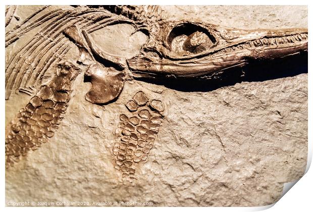 Detail of a fossil Ichthyosaurus. Print by Joaquin Corbalan