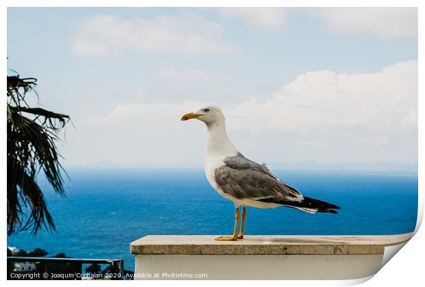 Seagull posing for the photographer with the background of the blue mediterranean sea. Print by Joaquin Corbalan