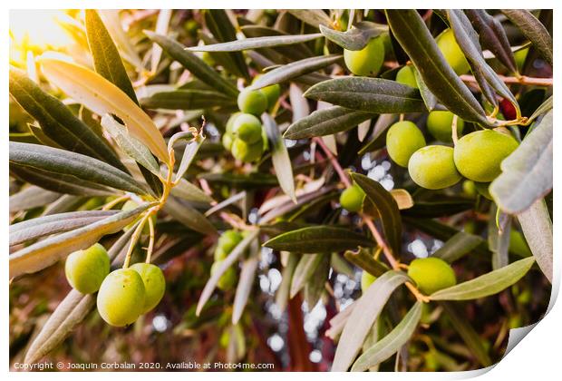 Olive branches full of the fruit of the tree. Print by Joaquin Corbalan