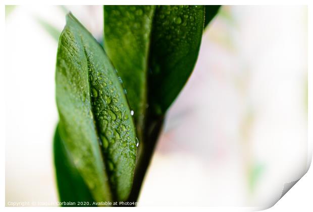 Macro detail of a few refreshing drops of water on the green leaves of a houseplant. Print by Joaquin Corbalan
