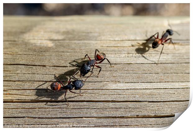 Macro of several queen ants looking for a mate to make a nest. Print by Joaquin Corbalan