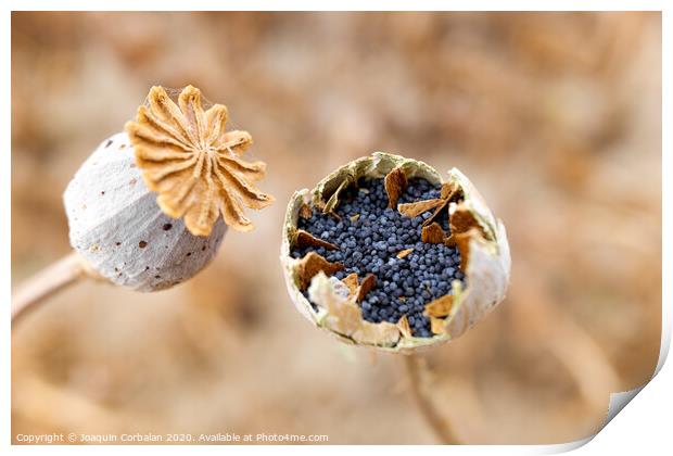 Macro detail of the poppy seeds inside the plant without collecting yet. Print by Joaquin Corbalan