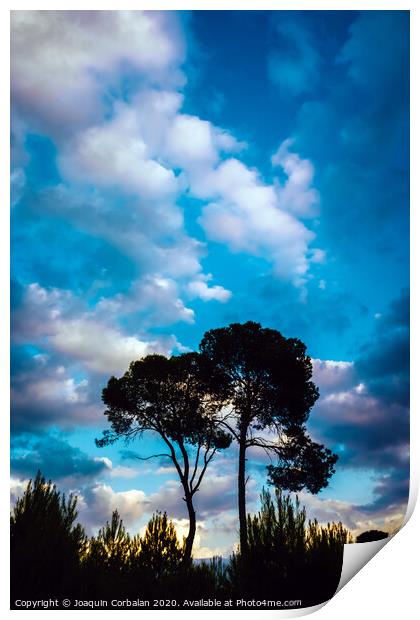 Silhouette of two lonely trees at sunset against the background of a warm blue cloudy sky. Print by Joaquin Corbalan